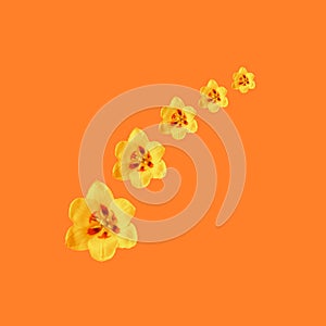 Trendy sunlight Spring pattern made with yellow tulip flower on bright orrange background. Minimal concept