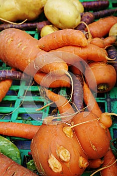 Trendy ugly misshapen root vegetable photo