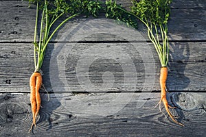 Trendy ugly organic baby carrot from home garden