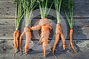 Trendy ugly organic carrot