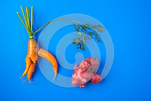 Trendy ugly organic carrot with the tops from home garden on on a blue background