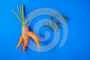 Trendy ugly organic carrot with the tops from home garden on on a blue background