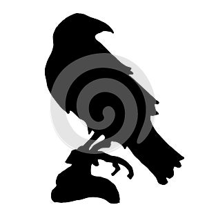 Trendy vector raven or crow silhouette