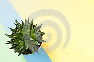 Trendy yellow background with green succulent plant on blue diagonal stripe. Top view.