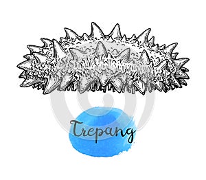 Trepang ink sketch.