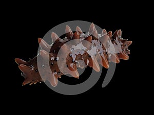 Sea cucumber trepang Stichopus japonicus isolated on black background