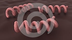 Treponema pallidum under a microscope. Bacterium which causes syphilis, close-up view. 3D-rendering.