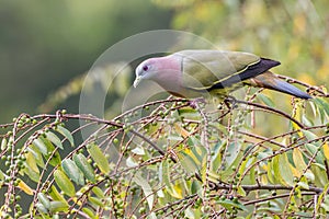 Treron vernans-The pink-necked green pigeon