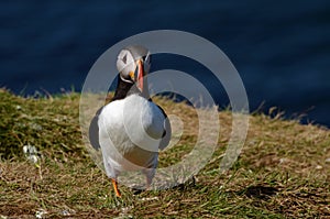 Treshnish Isles Wildlife - Puffins