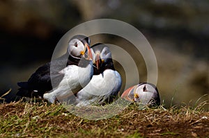 Treshnish Isles Wildlife - Puffins