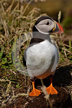 Treshnish Isles Wildlife - Puffins