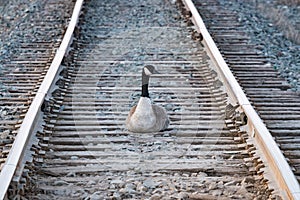 Trespassing Canada Goose Sitting on Railway Tracks