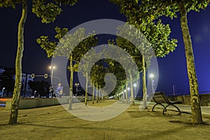 Tress along a pathway with a view of Rhine tower in the background in Dusseldorf, Germany at night.