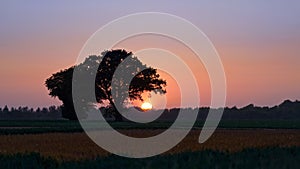 Tress on Farm Field in Cloudless Sunset