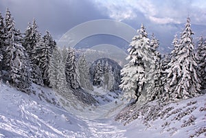 Tress in winter covered with snow