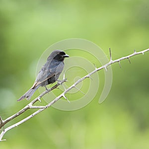 Treurdrongo, Fork-tailed Drongo, Dicrurus adsimilis