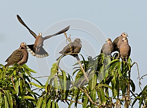 Treurtortel, Mourning Collared-Dove, Streptopelia decipiens