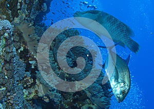 Trevally and napolean wrass on reef wall at Gota Kebir, St John' photo