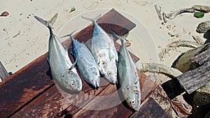 Trevally and Tuna Fish