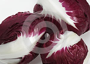 Trevise Salad, cichorium intybus against White Background