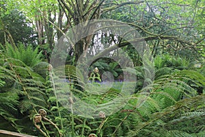Ferns At Trewidden Garden, Cornwall, UK