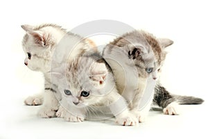 Trhee scottish straight breed young pussycats