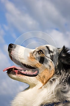 Tri-color Australian Shepherd Closeup