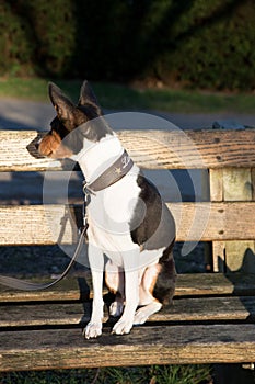 A tri color basenji sitting on a wooden bench with head to the left in meppen emsland germany