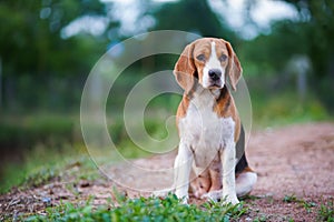 A tri-color beagle dog sitting on the green grass out door in the field. Focus on face with shallow depth of field
