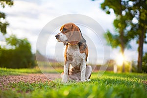 A tri-color beagle dog sitting on the green grass out door in the field.Shooting with a shallow depth of field