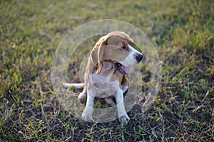 A tri-color beagle is yawning while sitting on the grass field in the farm on sunny day,focus on face,.