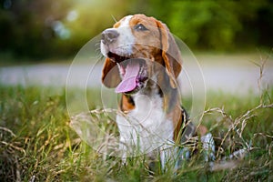 A tri-color beagle is yawning while sitting on the grass field in the farm on sunny day.