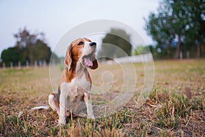 A tri-color beagle yawns while sitting on the the grass field in the farm.