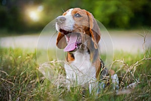 A tri-color beagle yawns while sitting on the the grass field in the farm on sunny day.