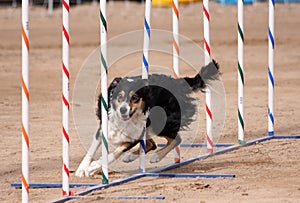 Tri-Color Border Collie weaving through poles