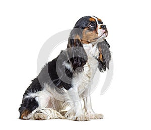 Tri-color Cavalier King Charles dog looking up