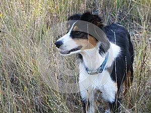 Tri color English Shepherd dog