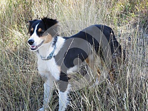 Tri color English Shepherd dog