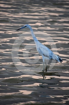 Tri-color Heron Bird During the Golden Hour