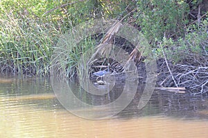 A tri-color heron stalks the small waterway bank in the Egans Creek Greenway