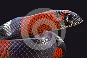 Tri-color hognose snake (Lystrophis pulcher)