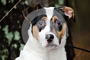 Tri-color mixed breed Jack Russel Terrier dog