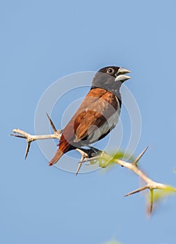 Tri Color Munia Bird