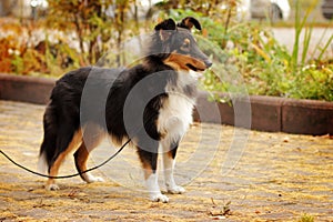 Tri-color sheltie dog