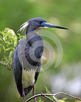 Tri Colord Heron Egretta tricolor