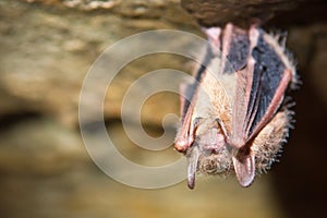Tri-colored Bat photo