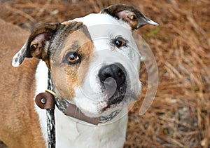 Tri-colored Bulldog and Pit Bull Terrier mix breed dog looking up at camera