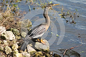 Anhinga or water Turkey beside the lake photo