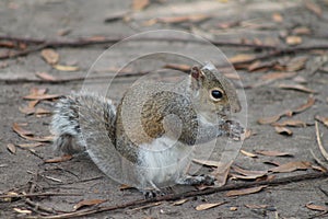 Cute Squirrel eating some nuts and staring at me taking photo