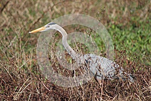 The Tri-Colored Great Heron Bird in the marshland of Florida photo
